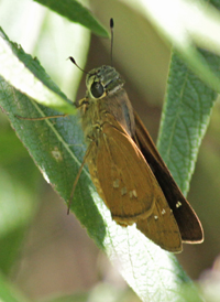 Brazilian Skipper